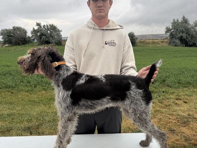 Started German Wirehair Pointer (GWP)