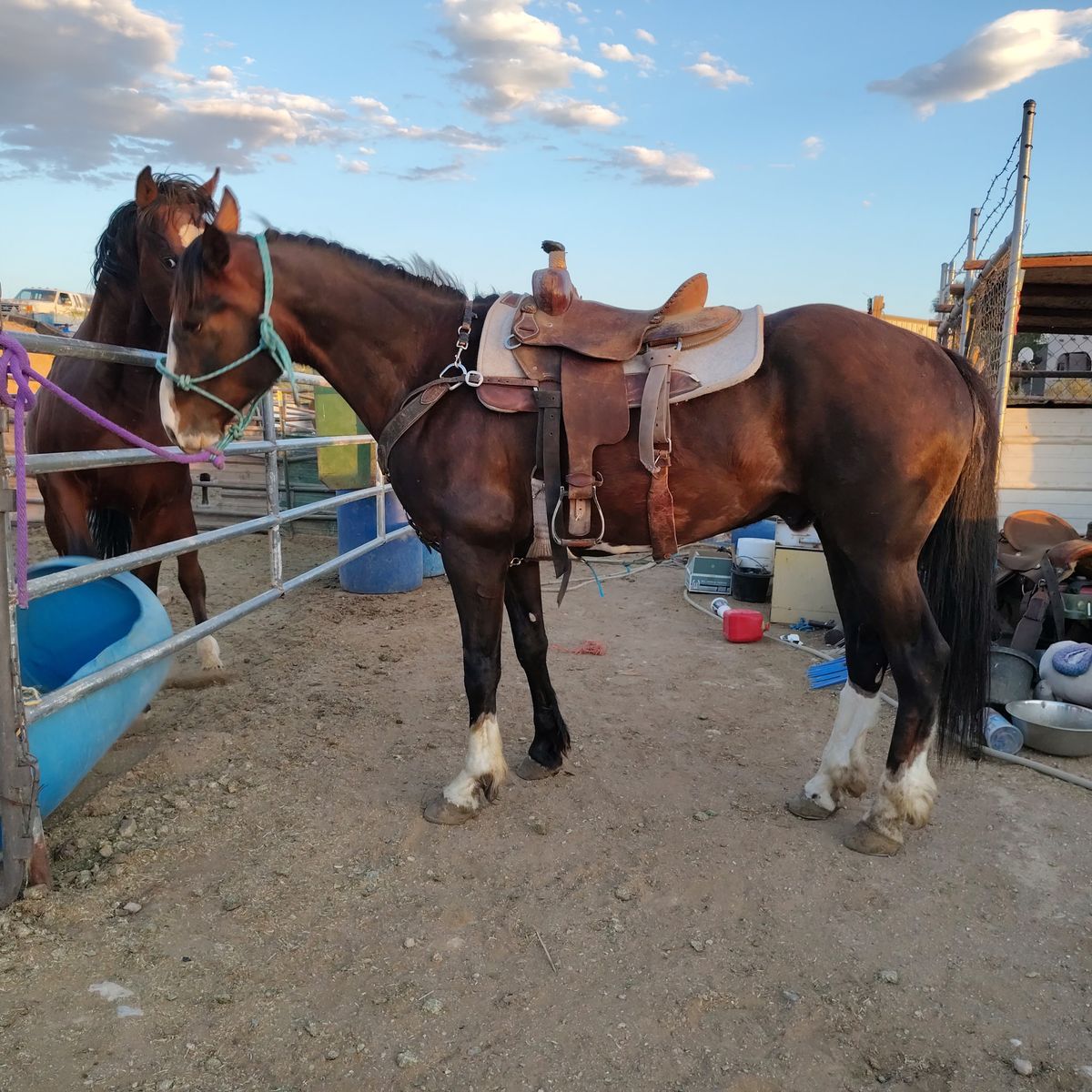 Big pretty gelding