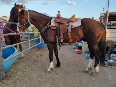 Big pretty gelding
