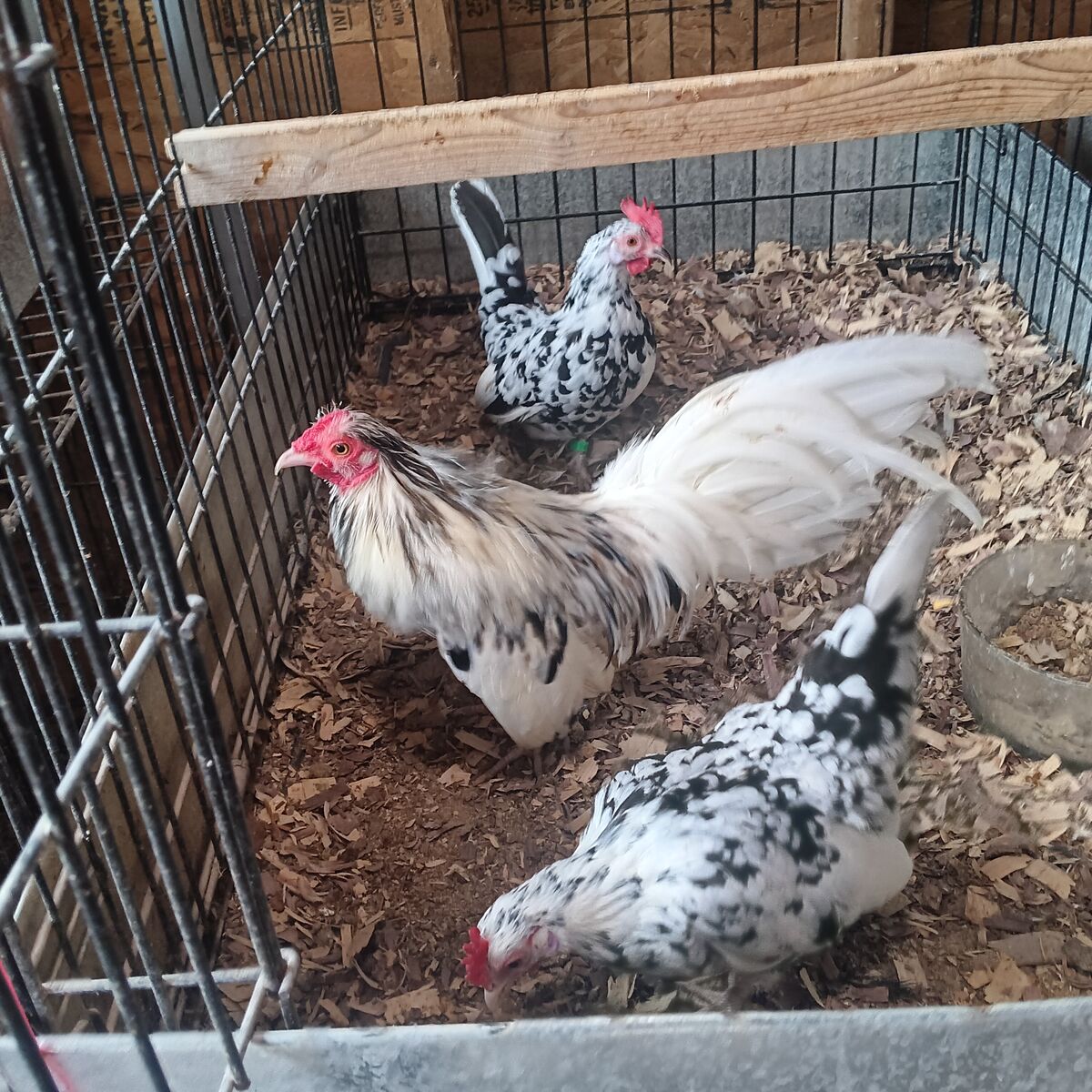 Azteca hatching eggs. My incubators are full i can save eggs out of my pinto trio and domino trio