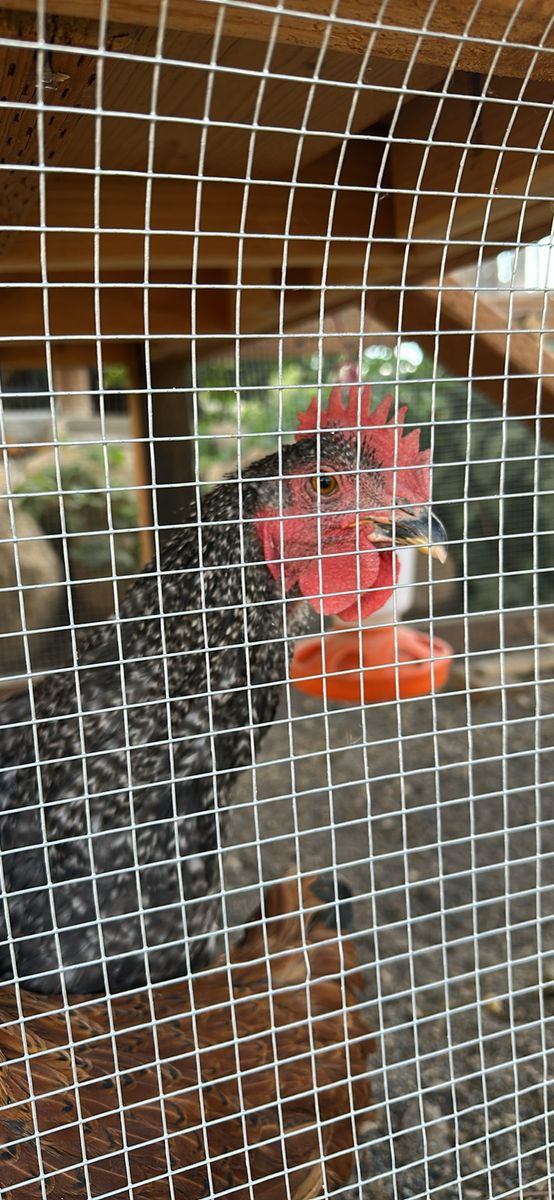 Sapphire Gem Rooster