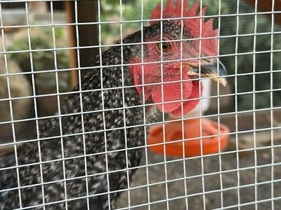 Sapphire Gem Rooster