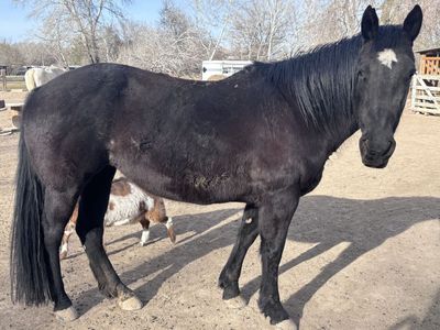 Quarter horse grade Mare 12-14