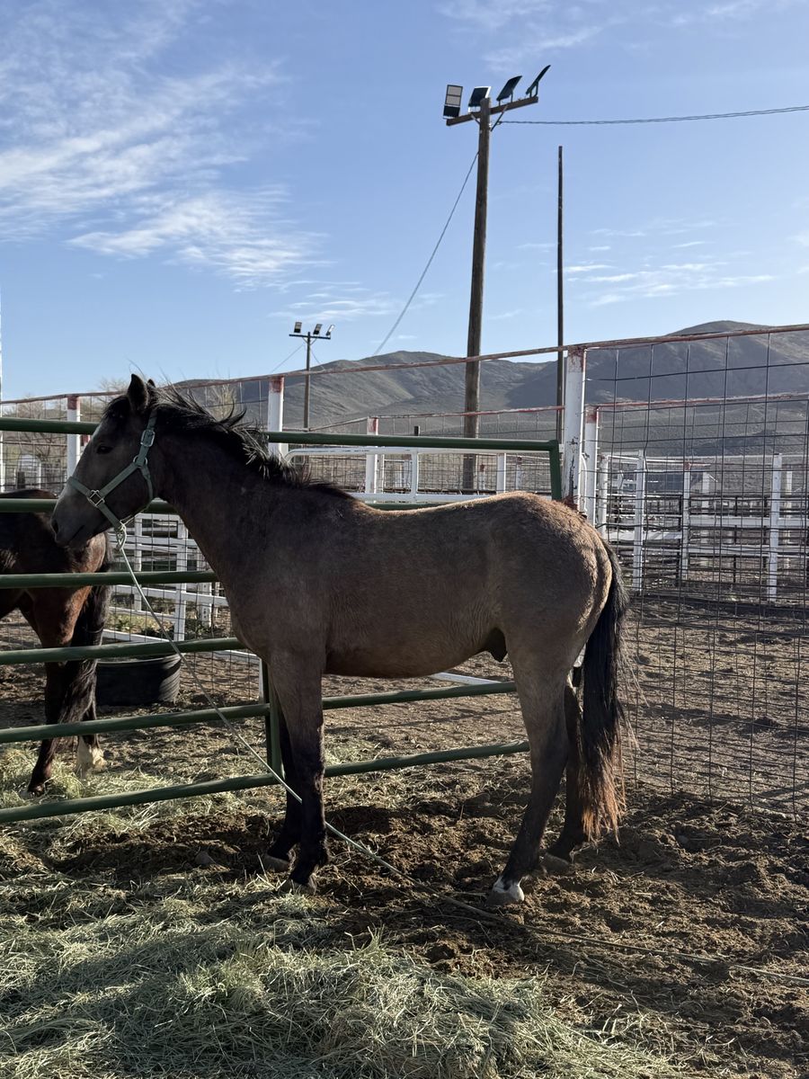 2 year old stud colt