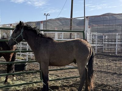 2 year old stud colt