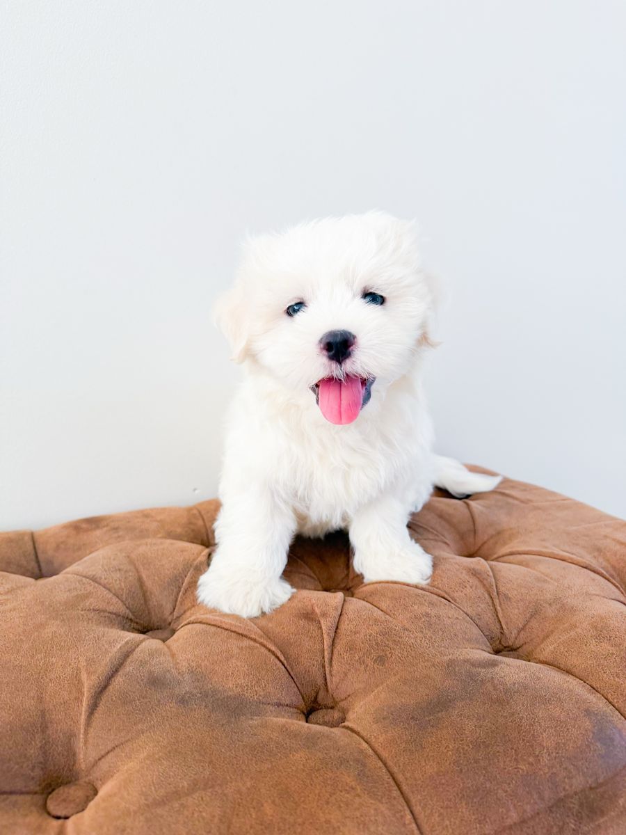 Coton de Tulear - Hypoallergenic lap dog/companion dog, ESA potential, similar to Maltese, Havanese, Westie, Shih Tzu, etc.