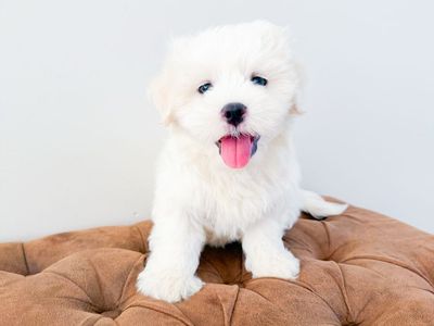 Coton de Tulear - Hypoallergenic lap dog/companion dog, ESA potential, similar to Maltese, Havanese, Westie, Shih Tzu, etc.