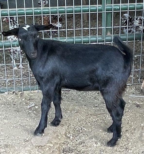Main image 5