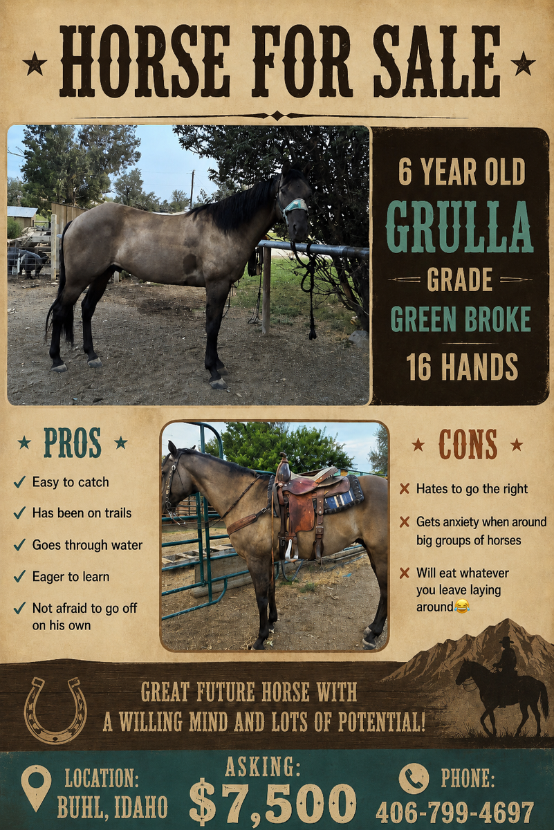 Grulla Gelding