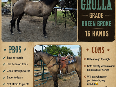 Grulla Gelding