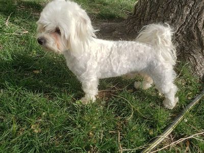 sweet morkie boy looking for a new home