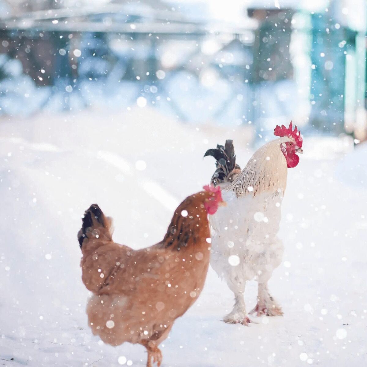 I can take your unwanted chickens