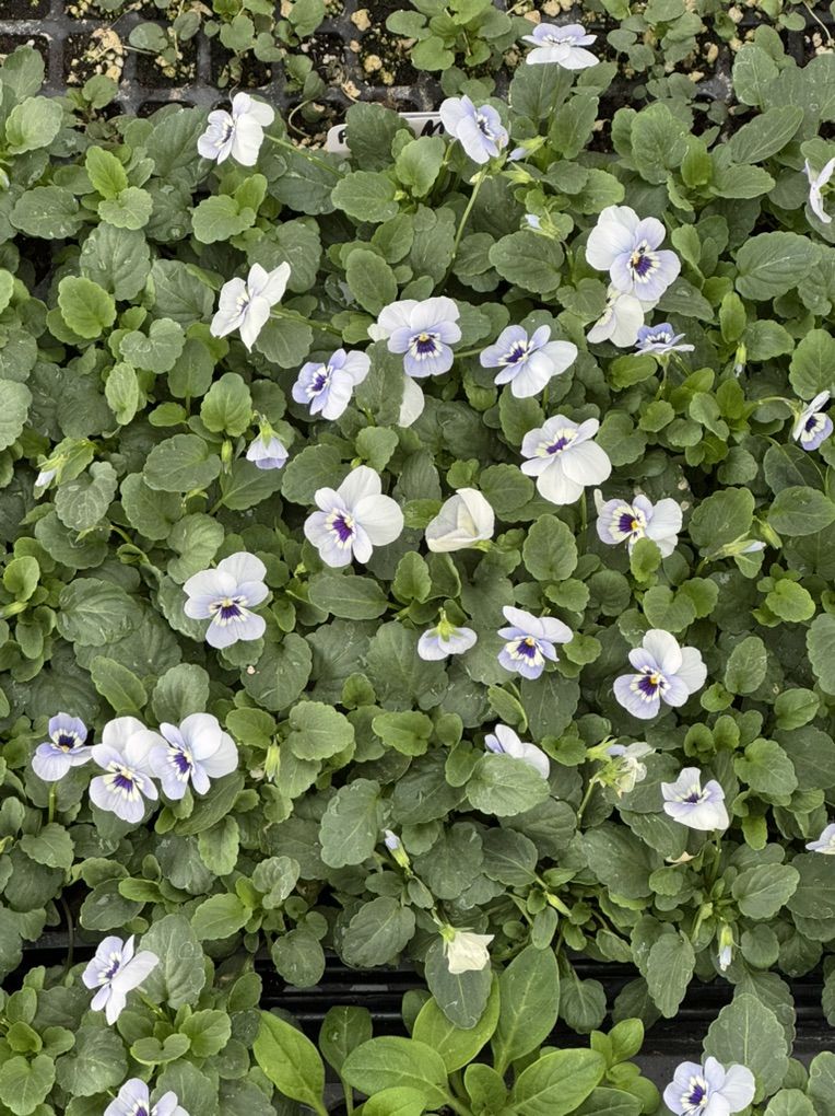 Penny Marina Violas