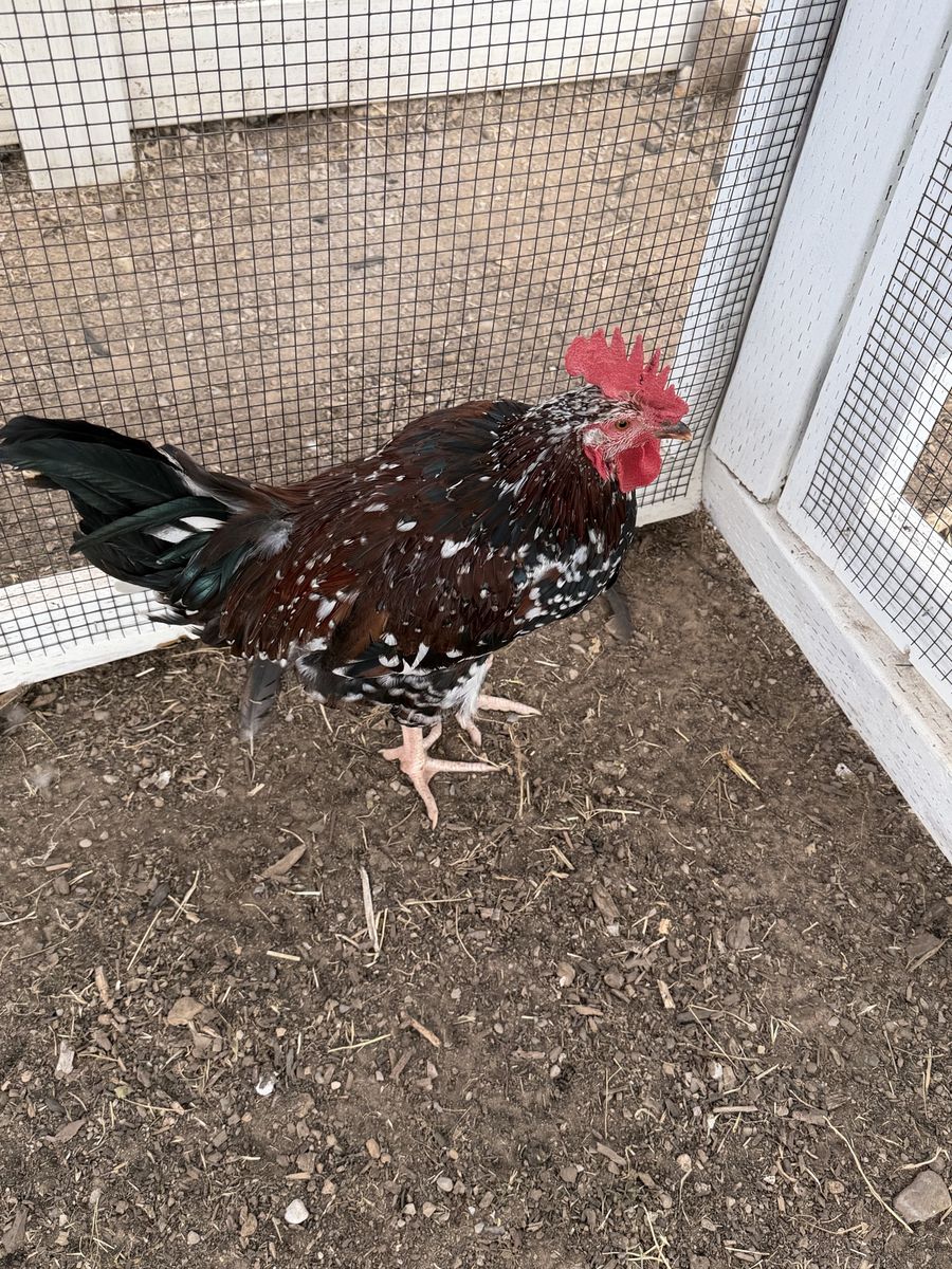 Free rooster