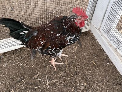 Free rooster