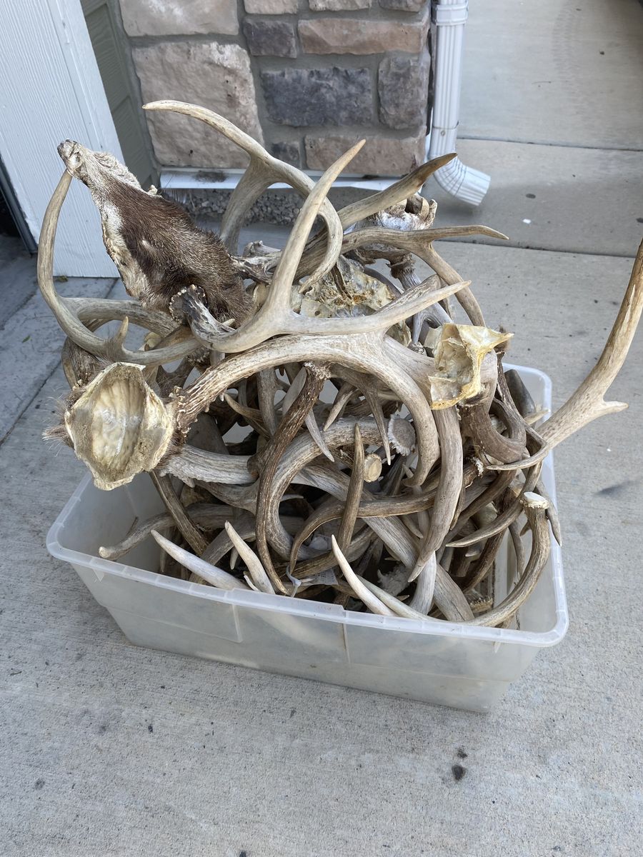 Tub of Elk and Deer antlers! 25 lbs