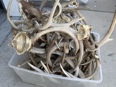 Tub of Elk and Deer antlers! 25 lbs