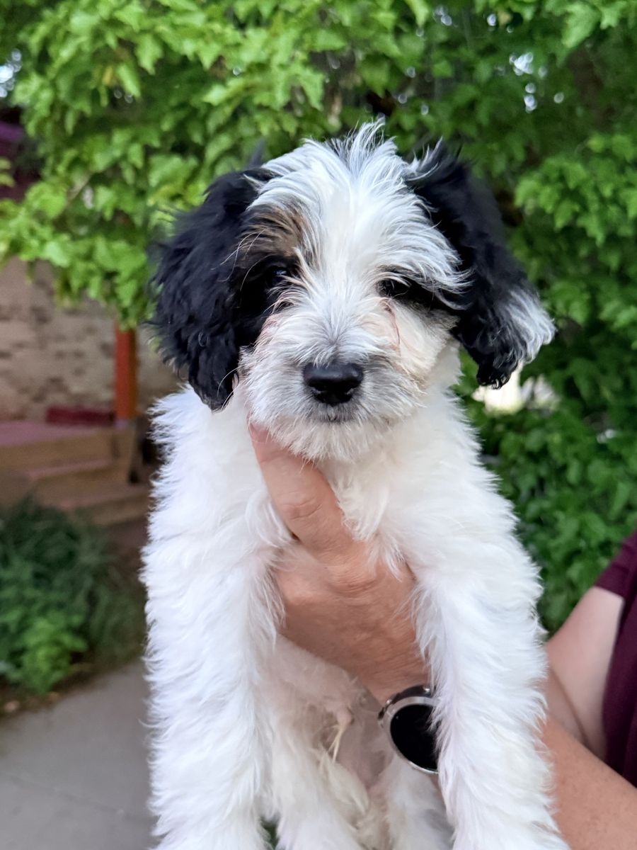 Mini Aussiedoodle Puppies PRICE REDUCED