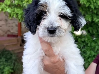 Mini Aussiedoodle Puppies PRICE REDUCED