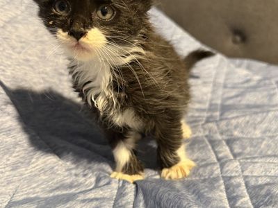 $35.00 1/2 Maine coon kittens