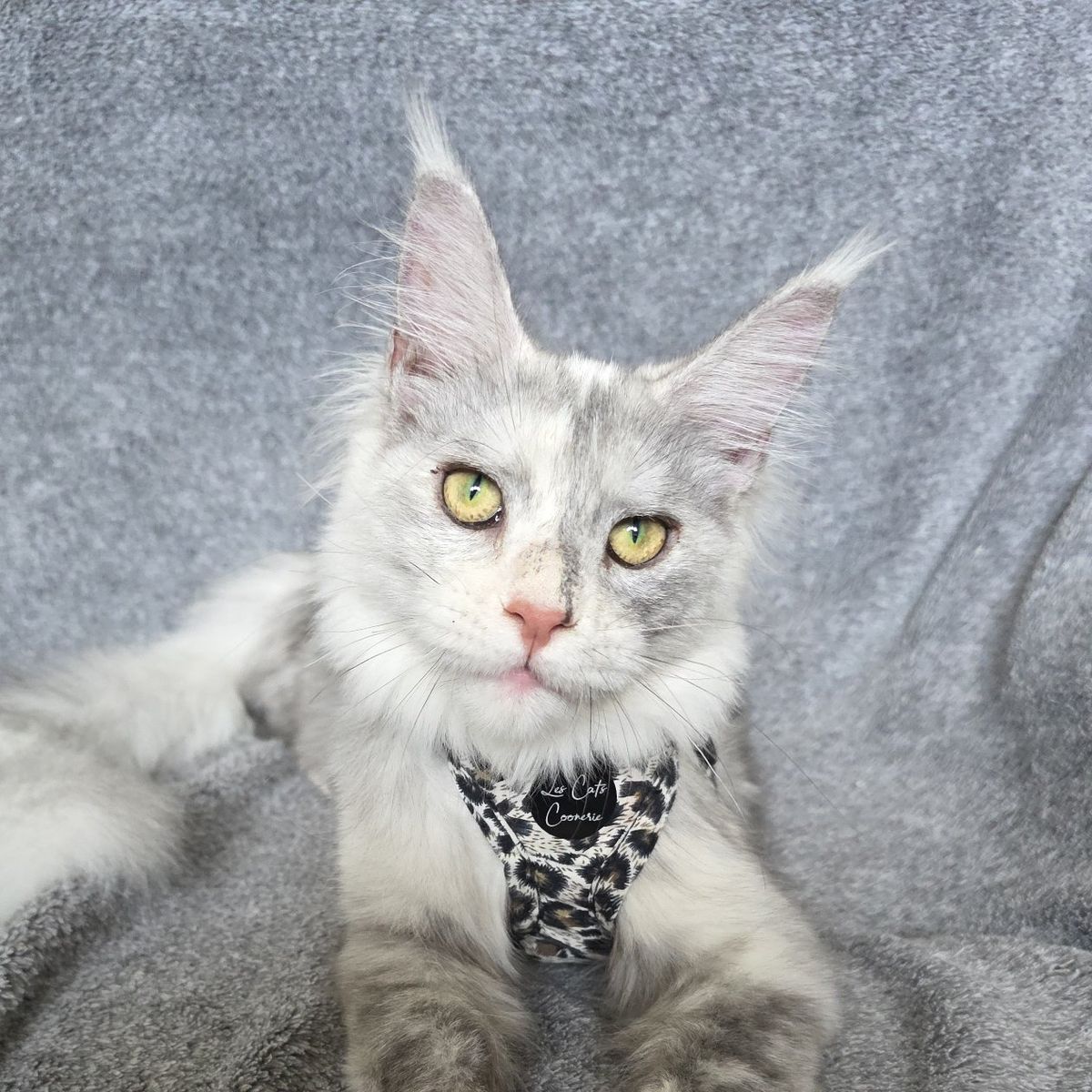 Maine Coon kitten, High Silver, F, Adore