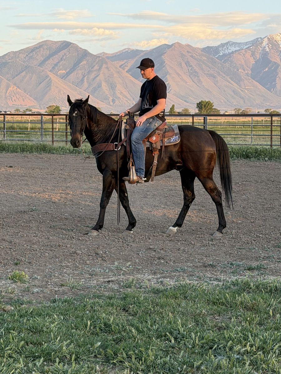6 year old gelding