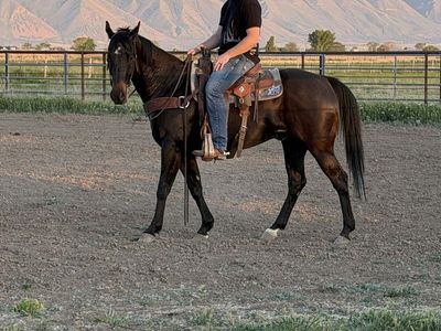 6 year old gelding