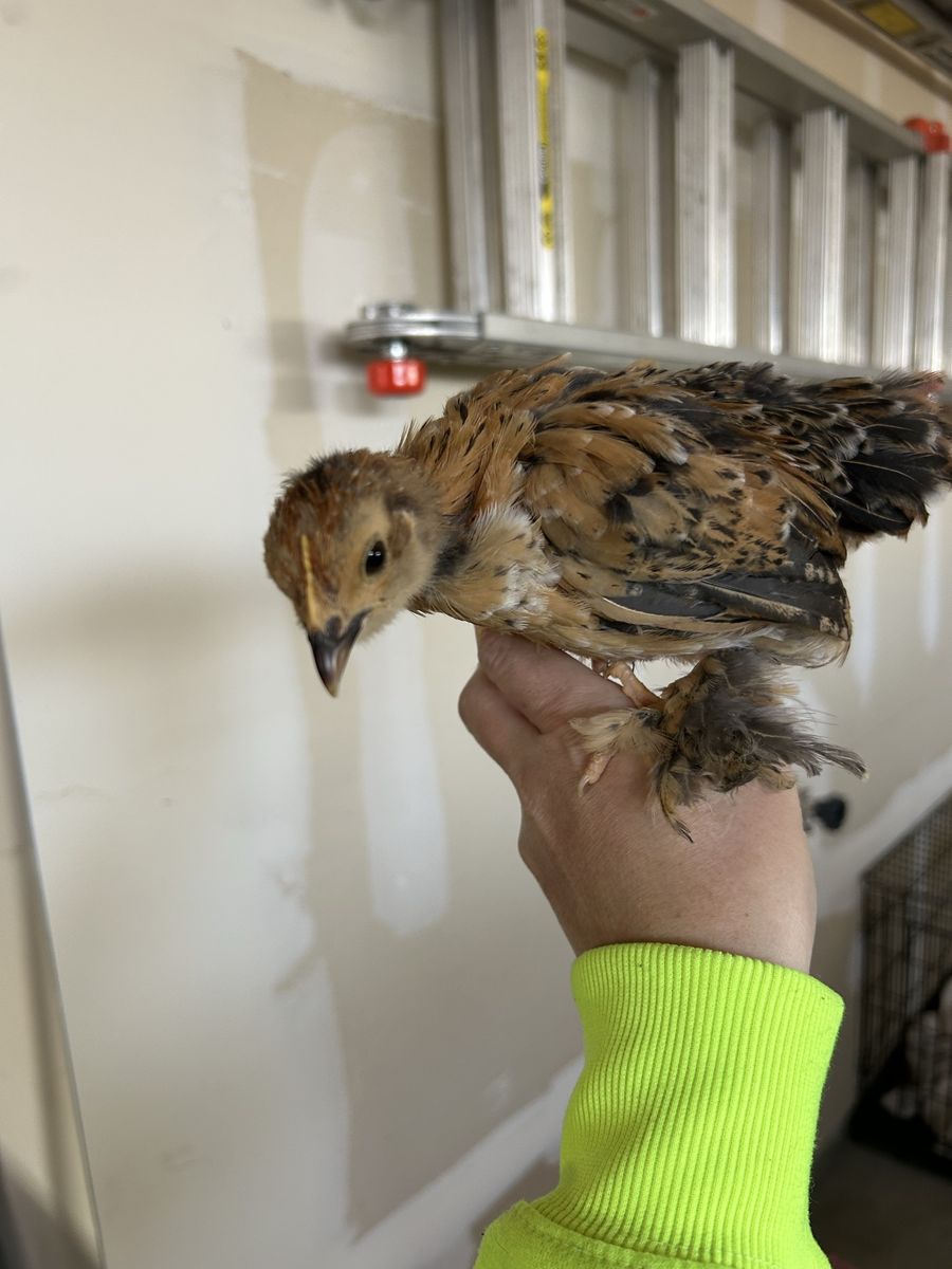 Bantam Cochin Hatching Eggs