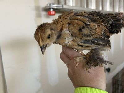Bantam Cochin Hatching Eggs