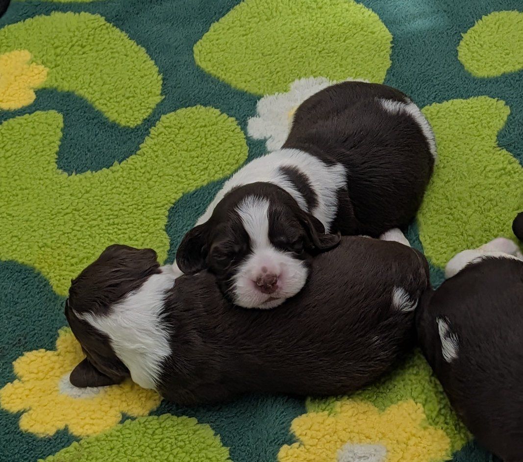 AKC English Springer Spaniel Puppies - Liver & White, Champion Bloodlines