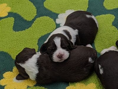 AKC English Springer Spaniel Puppies - Liver & White, Champion Bloodlines