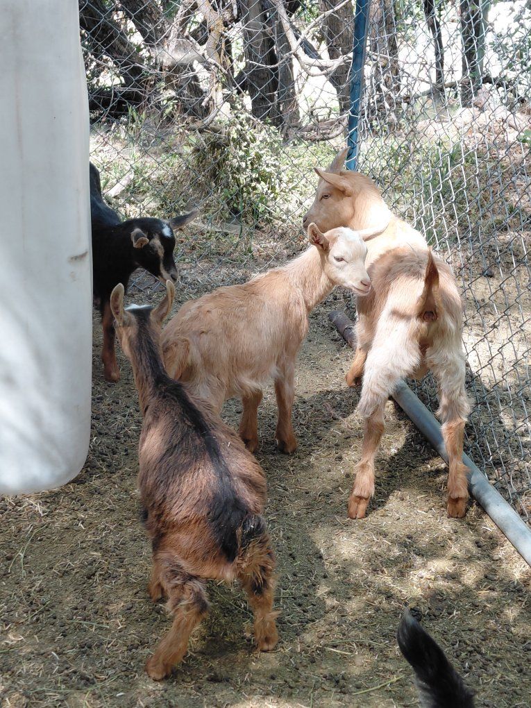 Young Goats Nubian Gurnsey mix