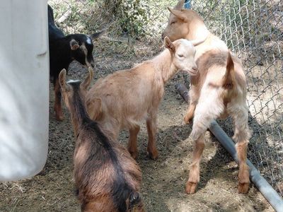 Young Goats Nubian Gurnsey mix