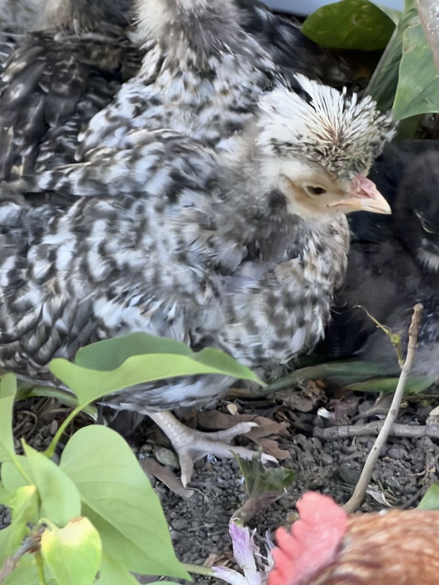 Candy Corn Polish Chicks