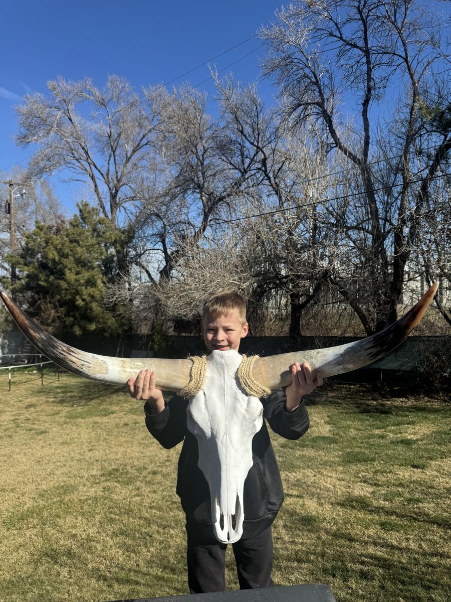 Genuine Polished Texas Longhorn Mount 3ft 5in