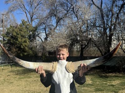 Genuine Polished Texas Longhorn Mount 3ft 5in