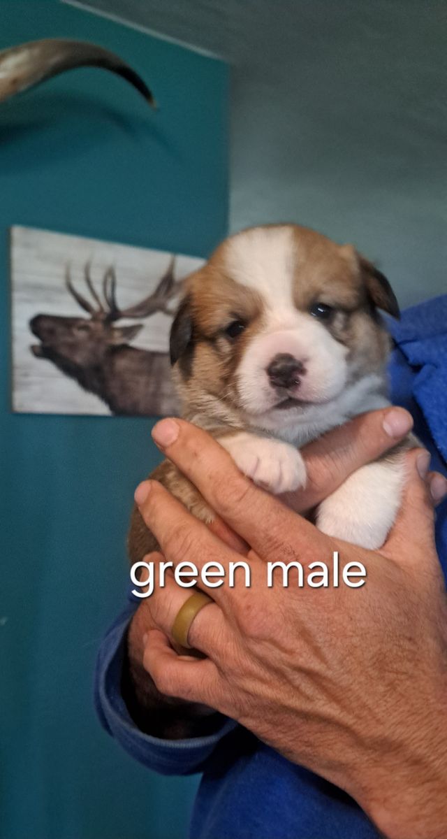 AKC Pembroke Welsh Corgis