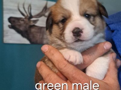 AKC Pembroke Welsh Corgis