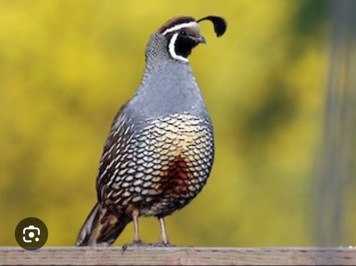 California Valley Quail Chicks