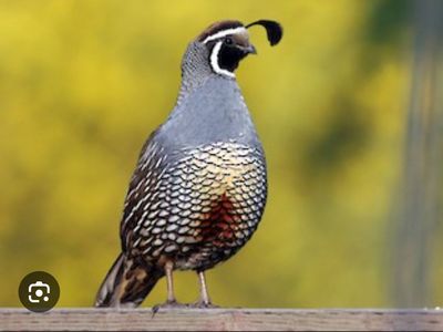 California Valley Quail Chicks