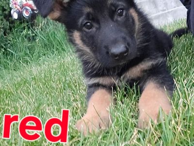 German shepherd puppies