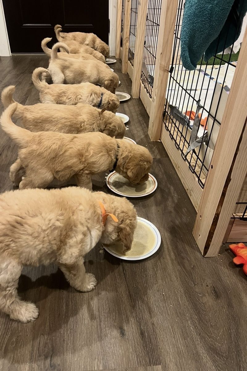 Adorable Cream/Tan Labradoodle Puppies - 5 Girls, 1 Boy - Ready July 20th, First Shots Included