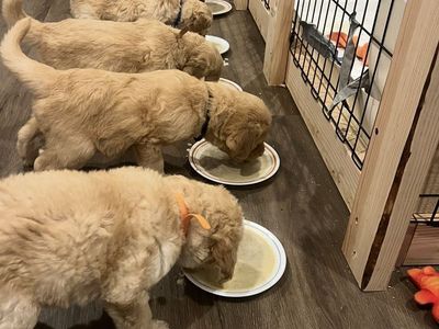 Adorable Cream/Tan Labradoodle Puppies - 5 Girls, 1 Boy - Ready July 20th, First Shots Included
