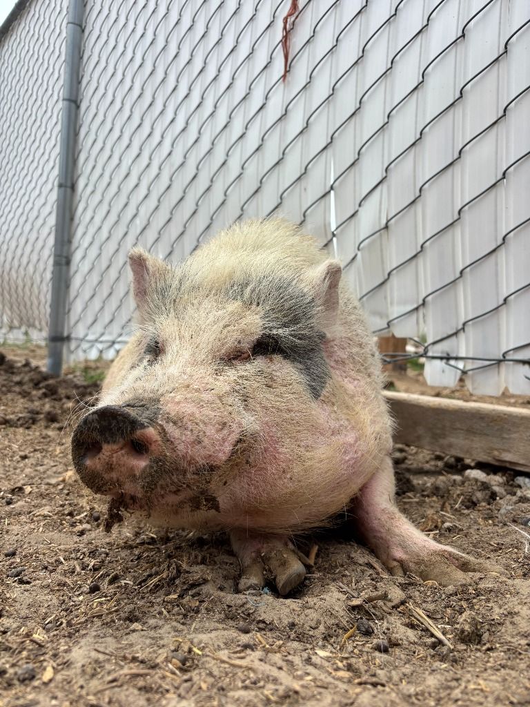 Benny the Pet Pig
