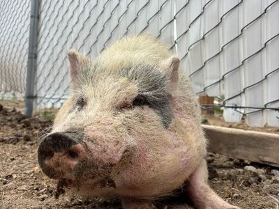 Benny the Pet Pig