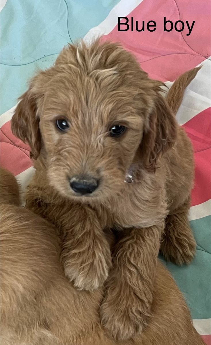 Double Doodle Puppies