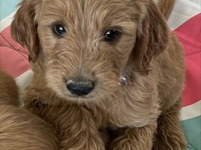 Double Doodle Puppies