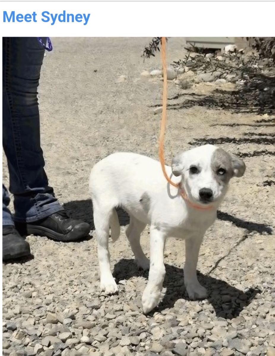 Sydney, 5 month old Australian shepherd pit bull mix looking for home