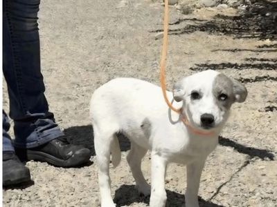 Sydney, 5 month old Australian shepherd pit bull mix looking for home