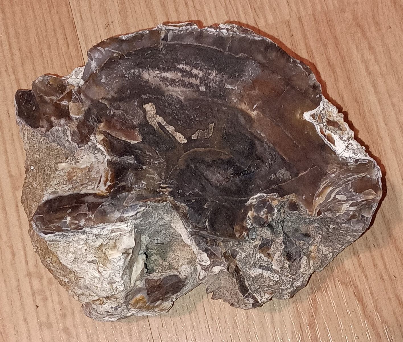 Petrified wood 